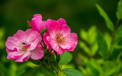 Uso de la esencia floral Wild Rose